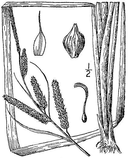 image of Carex joori, Joor's Sedge, Hummock Sedge, Cypress-swamp Sedge