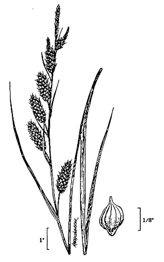 image of Carex joori, Joor's Sedge, Hummock Sedge, Cypress-swamp Sedge