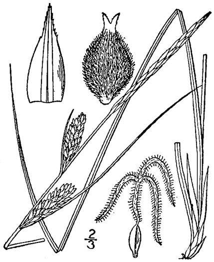 image of Carex pellita, Woolly Sedge