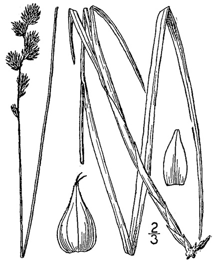 image of Carex normalis, Greater Straw Sedge