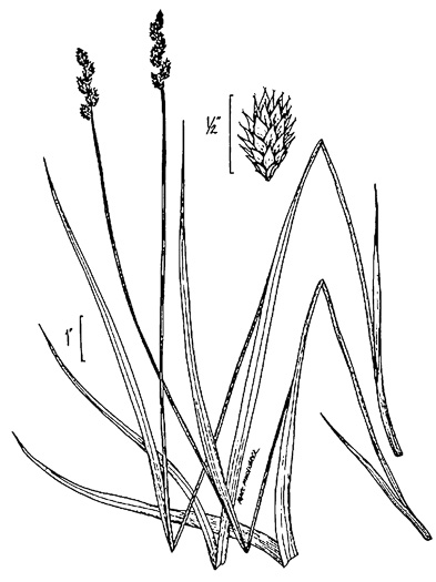 image of Carex normalis, Greater Straw Sedge