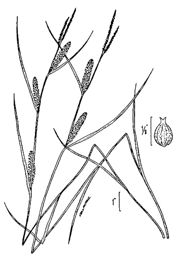 image of Carex pellita, Woolly Sedge