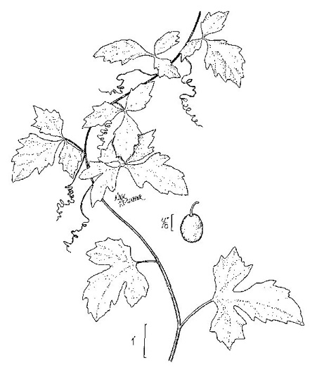 image of Cissus trifoliata, Marine-ivy, Sorrel-vine
