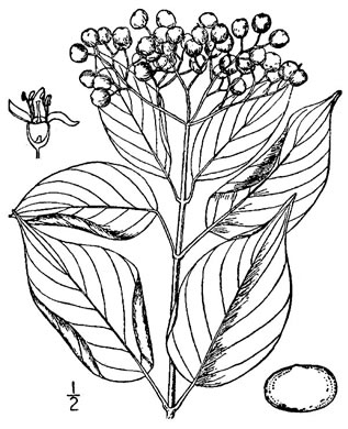 image of Swida asperifolia, Eastern Roughleaf Dogwood