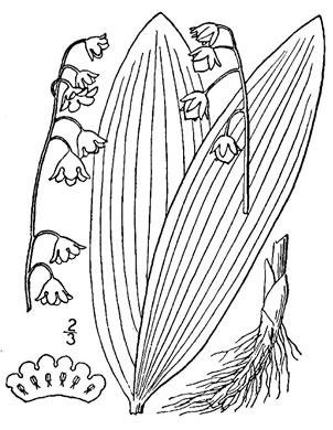 image of Convallaria majalis, European Lily-of-the-valley