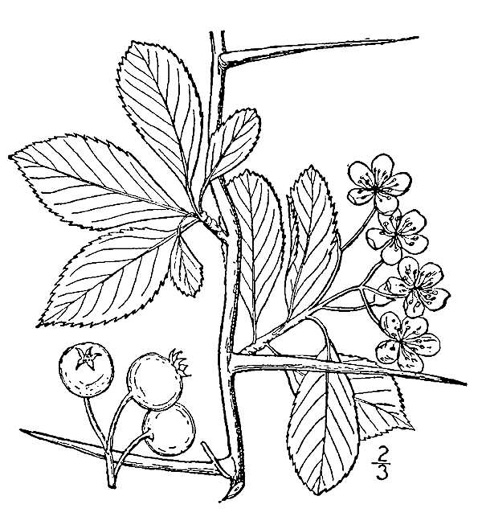 image of Crataegus crus-galli var. crus-galli, Cockspur Hawthorn