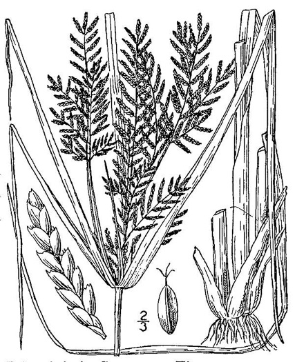 image of Cyperus iria, Rice-field Flatsedge