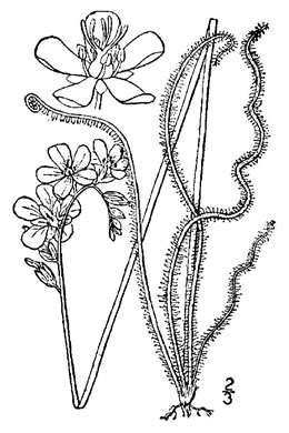 image of Drosera filiformis var. filiformis, Northern Threadleaf Sundew