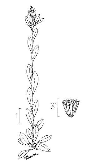 image of Gamochaeta purpurea, Spoonleaf Purple Everlasting, Purple Cudweed, Spoonleaf Cudweed