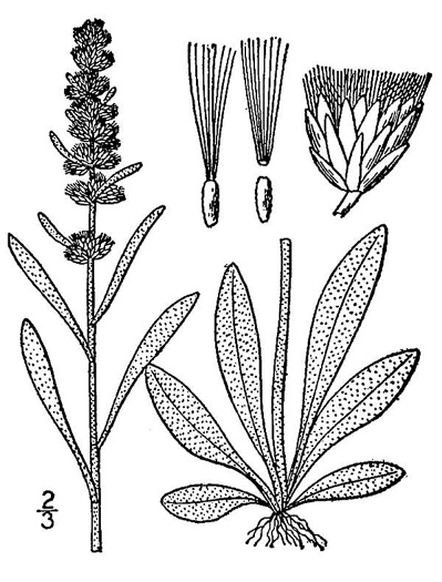 image of Gamochaeta purpurea, Spoonleaf Purple Everlasting, Purple Cudweed, Spoonleaf Cudweed