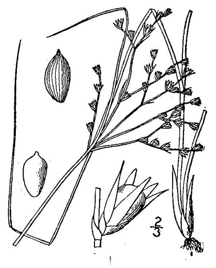 image of Juncus tenuis, Path Rush, Poverty Rush, Slender Rush