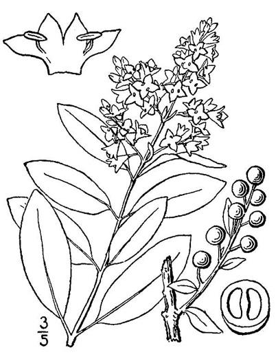 image of Ligustrum vulgare, European Privet, Common Privet