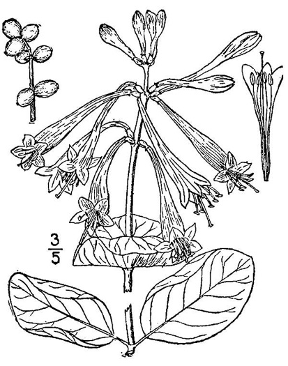 image of Lonicera sempervirens, Coral Honeysuckle, Trumpet Honeysuckle, Scarlet Honeysuckle, Woodbine