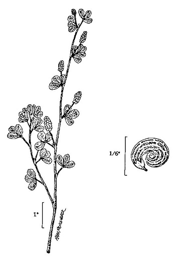 image of Medicago lupulina, Black Medick, Yellow Trefoil