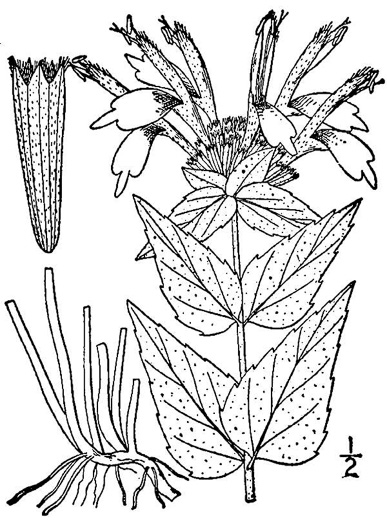 image of Monarda fistulosa +, Wild Bergamot