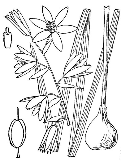 Ornithogalum nutans, Drooping Star-of-Bethlehem