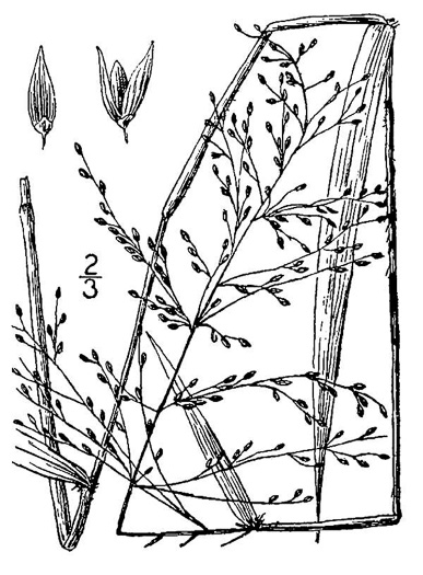 image of Dichanthelium scabriusculum, Tall Swamp Witchgrass