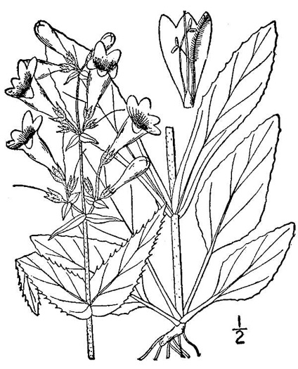 image of Penstemon hirsutus, Northeastern Beardtongue, Hairy Beardtongue