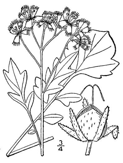 drawing of Phacelia fimbriata, Fringed Phacelia, Blue Ridge Phacelia