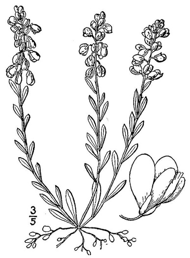 image of Polygala polygama, Racemed Milkwort, Bitter Milkwort, Purple Milkwort