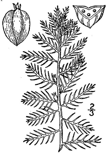 image of Proserpinaca pectinata, Feathery Mermaid-weed