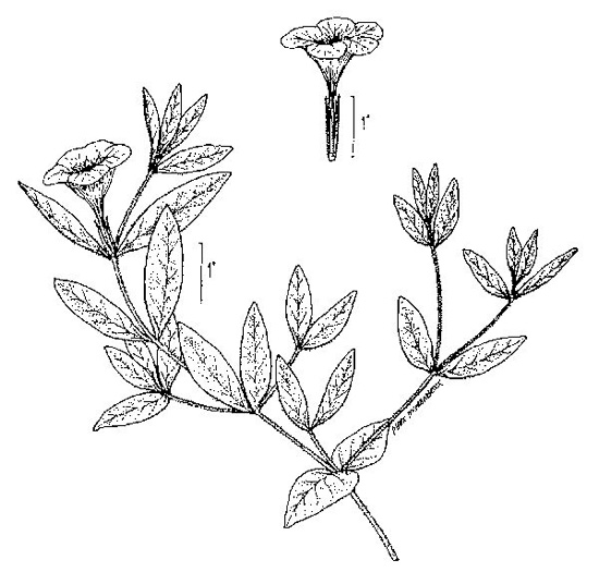 drawing of Ruellia humilis, Hairy Wild-petunia, Low Wild-petunia, Glade Wild-petunia, Fringeleaf Ruellia