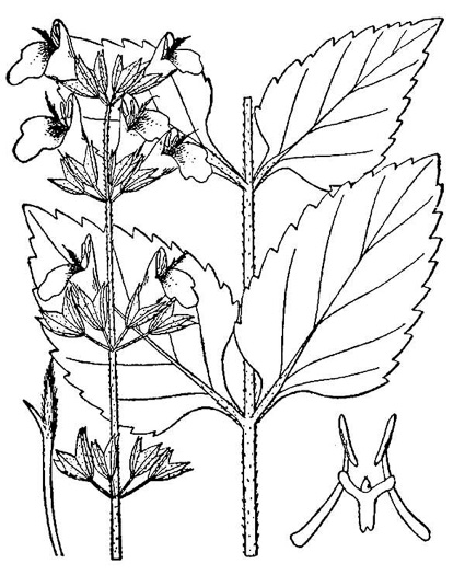image of Salvia urticifolia, Nettleleaf Sage