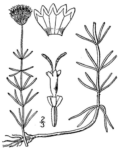 drawing of Sclerolepis uniflora, Sclerolepis, Pink bogbutton