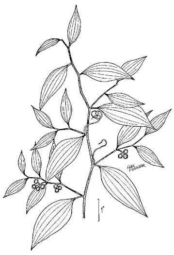 drawing of Smilax smallii, Jackson-brier, Unarmed Catbrier, Sweet-scented Smilax