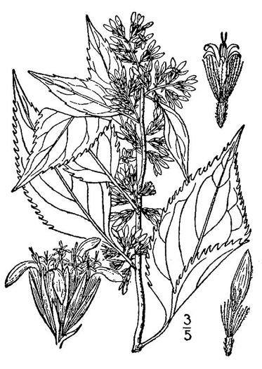 image of Solidago flexicaulis, Zigzag Goldenrod, Broadleaf Goldenrod