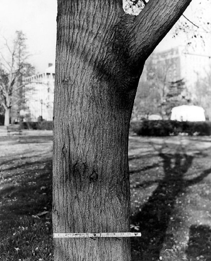image of Styphnolobium japonicum, Japanese Pagoda Tree