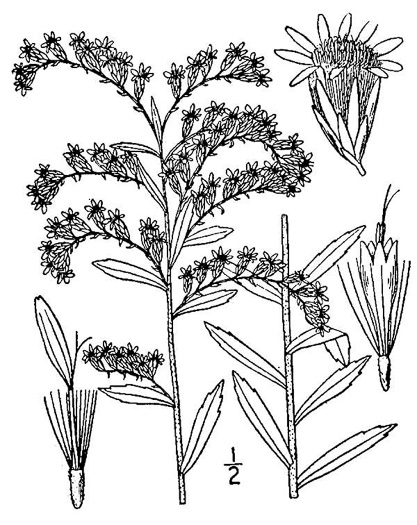 drawing of Solidago tortifolia, Twistleaf Goldenrod, Leafy Pineywoods Goldenrod, Leafy Pinelands Goldenrod