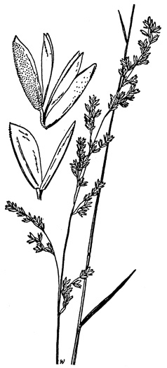 image of Sphenopholis nitida, Shiny Wedgescale