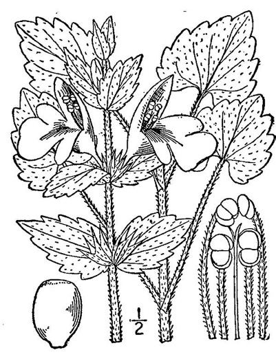 image of Synandra hispidula, Guyandotte Beauty, Synandra