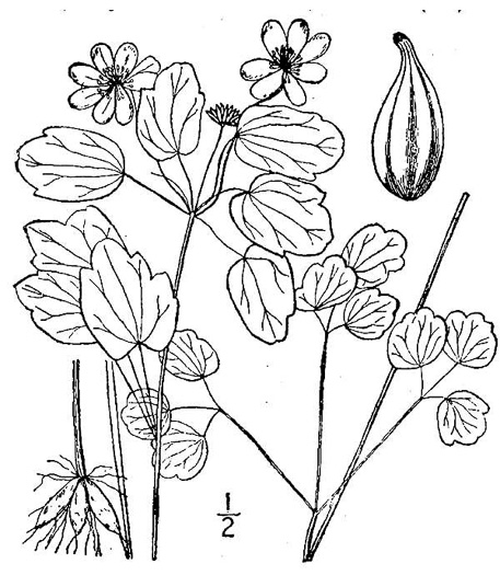 Thalictrum thalictroides, Windflower, Rue-anemone, Wind-rue