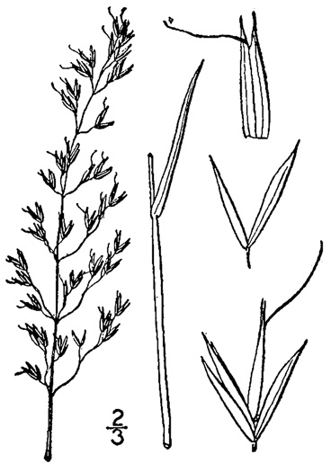 image of Sphenopholis pensylvanica, Swamp Wedgescale, Swamp-oats