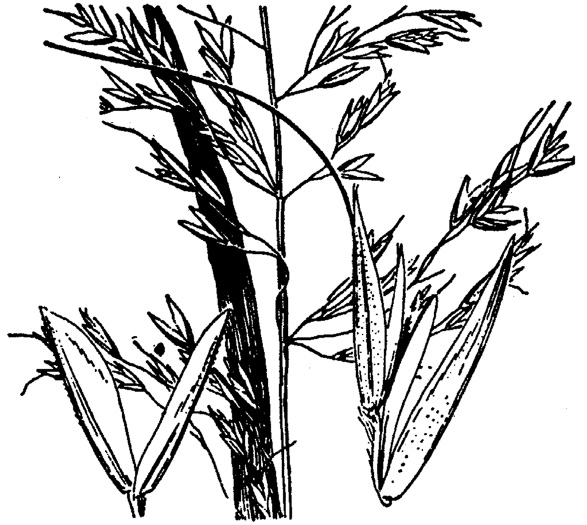 image of Sphenopholis pensylvanica, Swamp Wedgescale, Swamp-oats