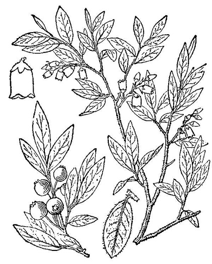 drawing of Vaccinium myrtilloides, Velvetleaf Blueberry, Sourtop, Canada Blueberry