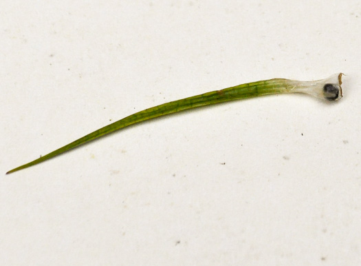 image of Isoetes melanospora, Black-spored Quillwort
