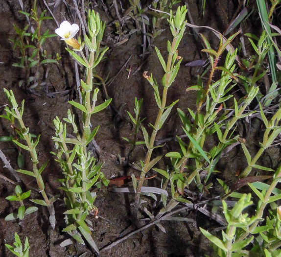 image of Gratiola ramosa, Branched Hedge-hyssop