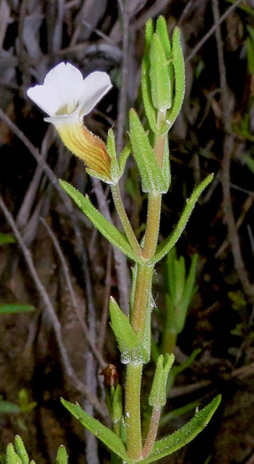 image of Gratiola ramosa, Branched Hedge-hyssop