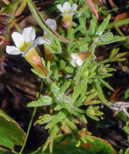 image of Gratiola ramosa, Branched Hedge-hyssop