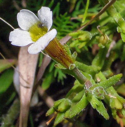 image of Gratiola ramosa, Branched Hedge-hyssop