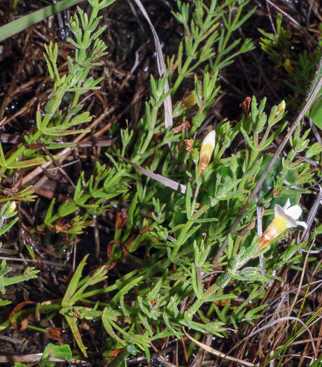 image of Gratiola ramosa, Branched Hedge-hyssop