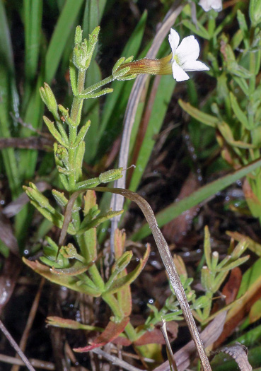 image of Gratiola ramosa, Branched Hedge-hyssop