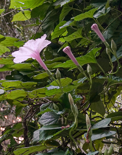 image of Ipomoea macrorhiza, Indian Midden Morning Glory, Largeroot Morning Glory, Manroot, Pink Moonvine