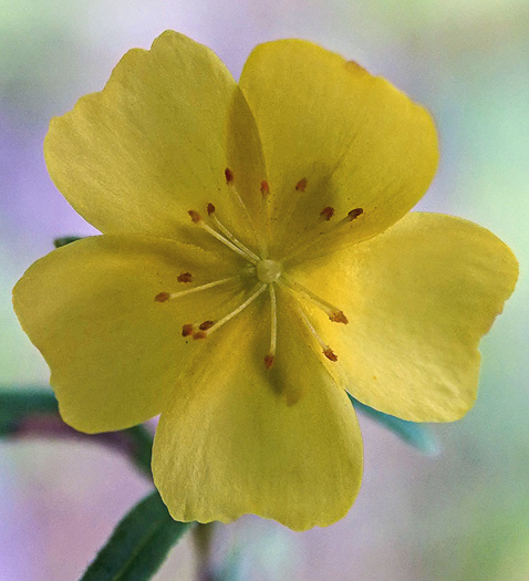 image of Crocanthemum rosmarinifolium, Rosemary Sunrose, Rosemary Frostweed