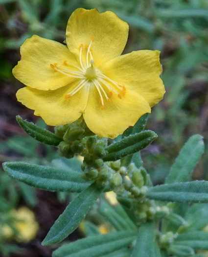 image of Crocanthemum rosmarinifolium, Rosemary Sunrose, Rosemary Frostweed