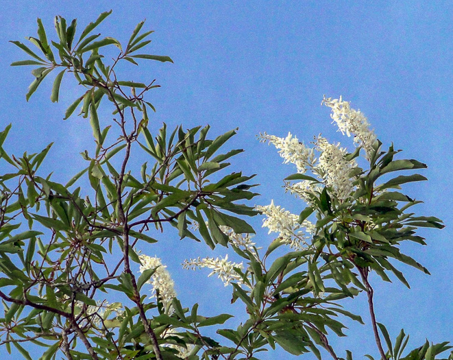 image of Elliottia racemosa, Georgia-plume, Southern-plume, Elliottia