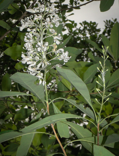 image of Elliottia racemosa, Georgia-plume, Southern-plume, Elliottia